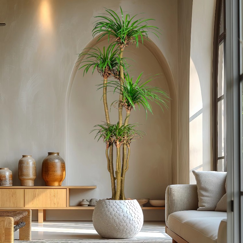 شجرة منزلية داخلية/خارجية مقلد - مراجعة Dracaena Marginata وسعره