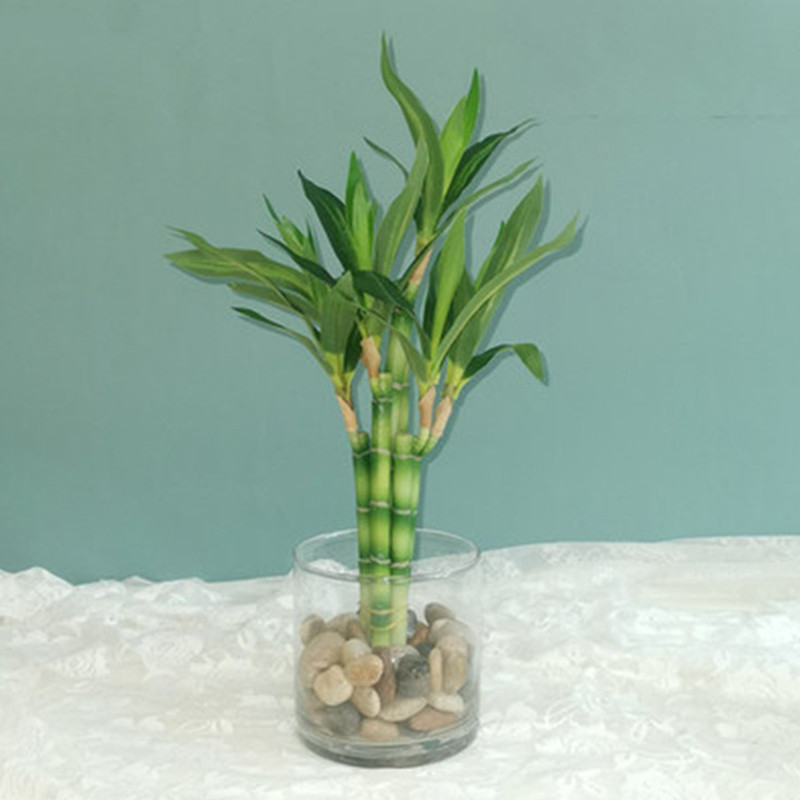 جديد 40 سنتيمتر rFtificial محظ - مراجعة Echeveria Succulent وسعره