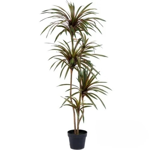 شجرة دراسينا مارجيناتا اصطناعي - مراجعة Dracaena Marginata وسعره