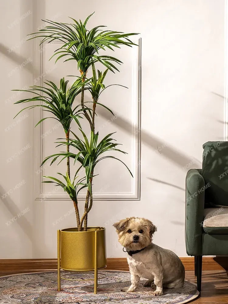شجرة دراسينا مارجيناتا اصطناعي - مراجعة Dracaena Marginata وسعره