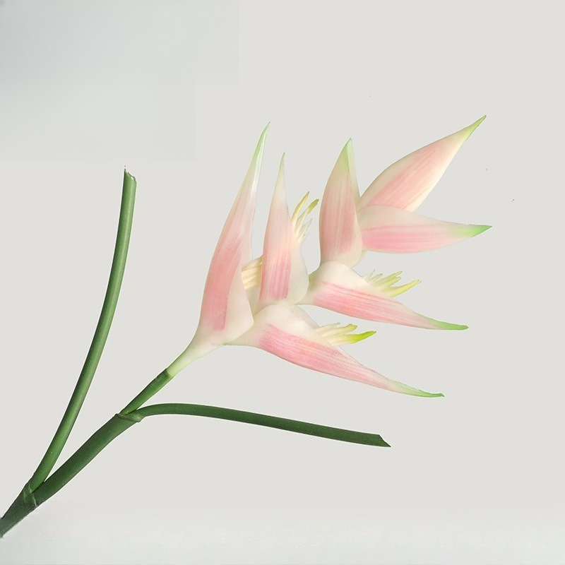 1 قطعة 85 سنتيمتر Strelitzia R - مراجعة Bird Paradise Strelitzia وسعره