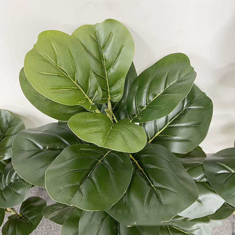59in كبير اللبخ شجرة النباتات  - مراجعة Ficus Lyrata Tree وسعره