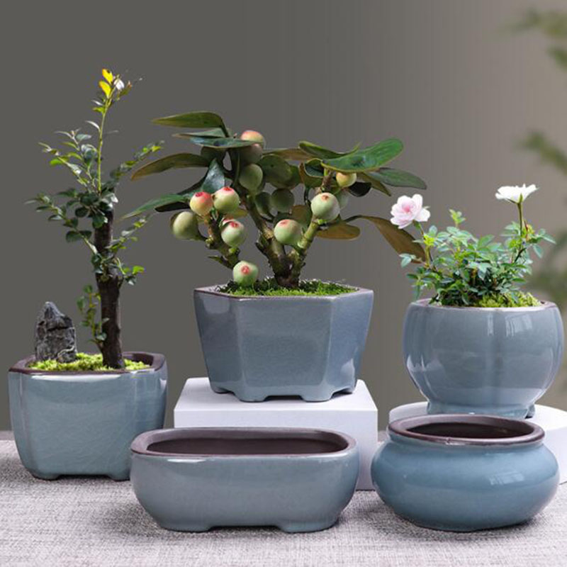 الرجعية أصيص ورد سيراميك الهلي - مراجعة Echeveria Succulent وسعره