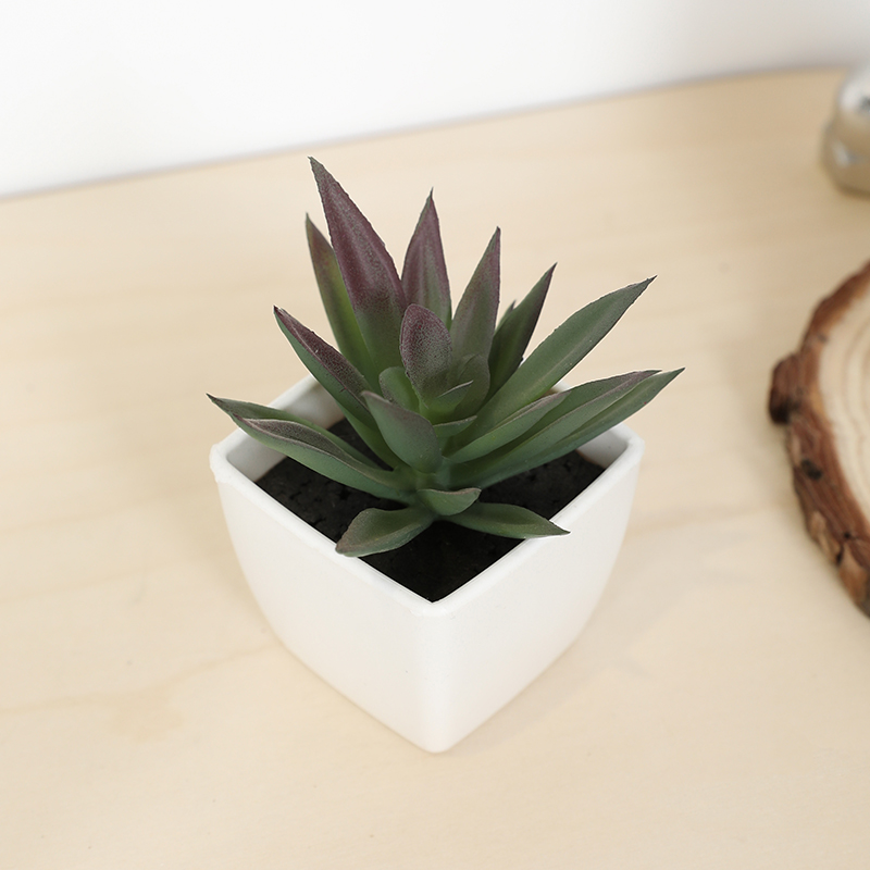 كوب خرافي صناعي صغير، نبات صغي - مراجعة Echeveria Succulent وسعره