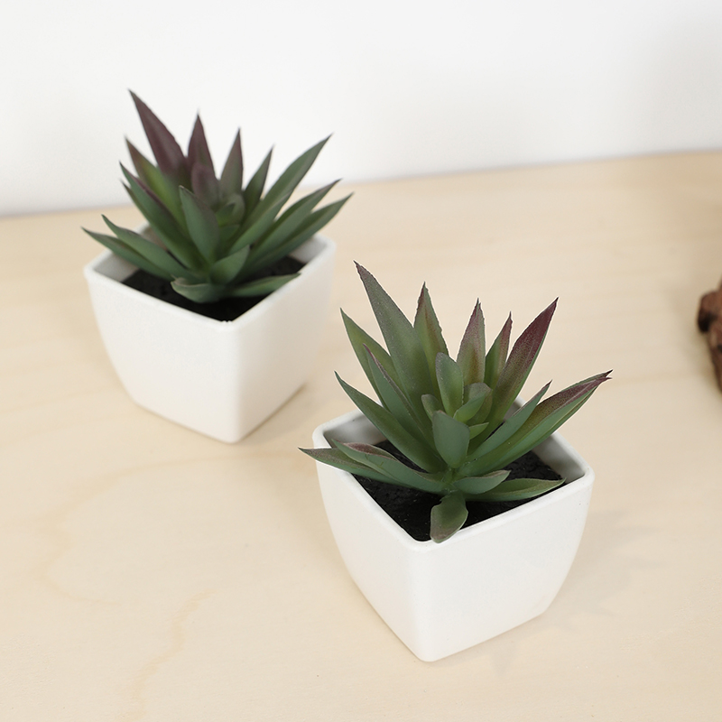 كوب خرافي صناعي صغير، نبات صغي - مراجعة Echeveria Succulent وسعره