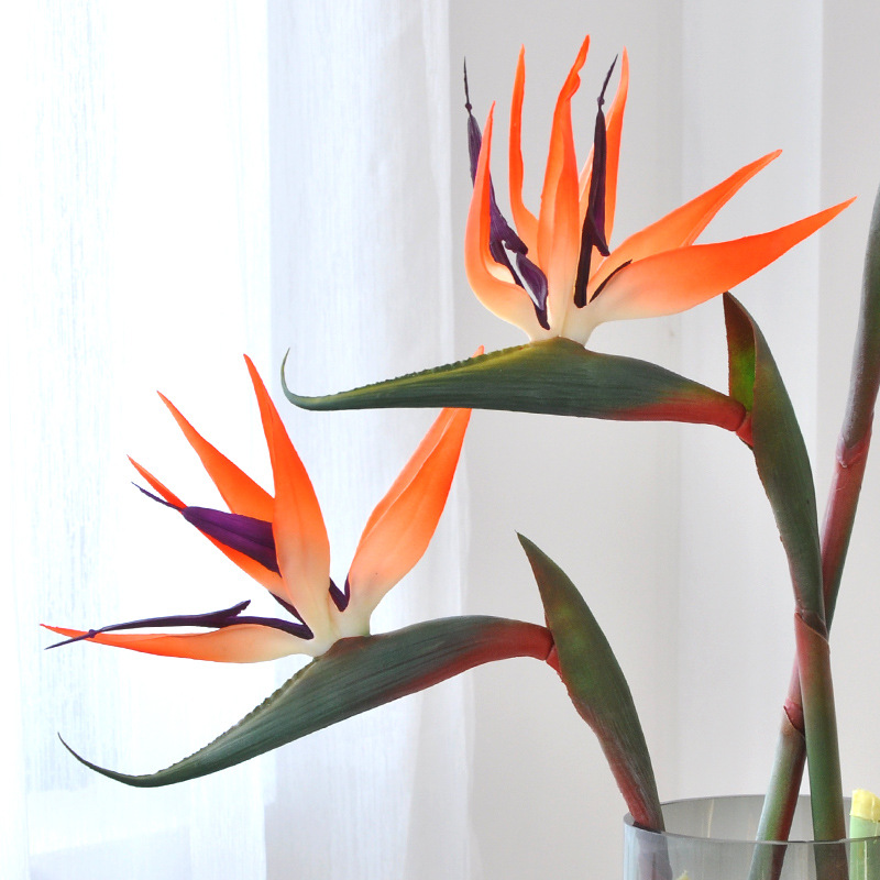 3 قطع من زهور طائر الجنة الاصط - مراجعة Bird Paradise Strelitzia وسعره